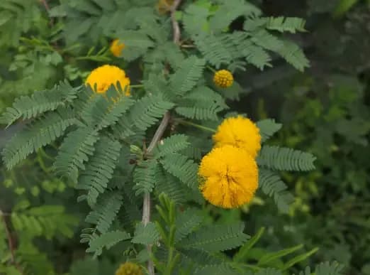 Acacia