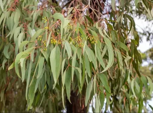 Eucalyptus