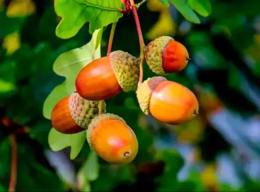 Oak tree image Oak tree image